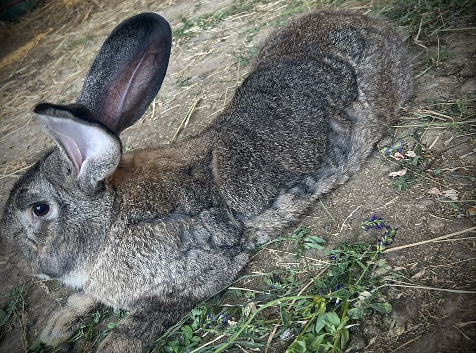 Vand iepuri și carcasă
