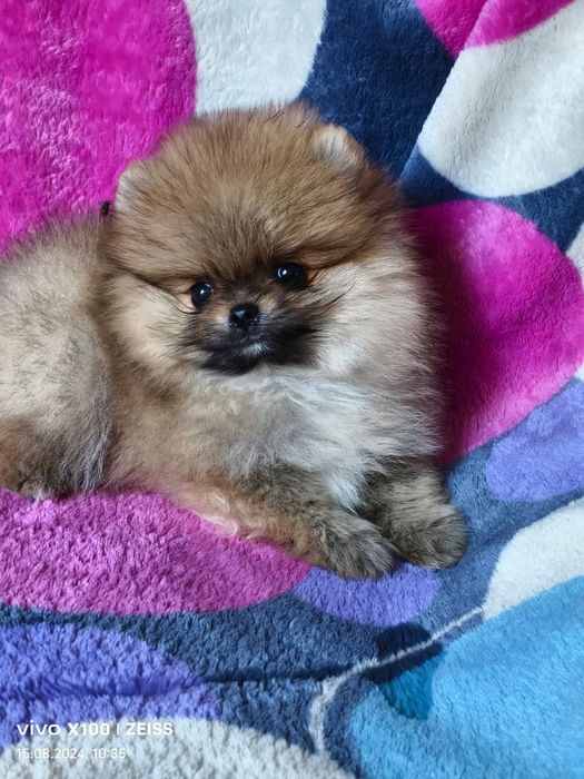 Померанский шпиц