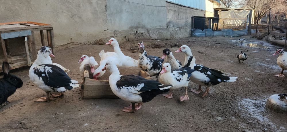 Индоутки здоровые