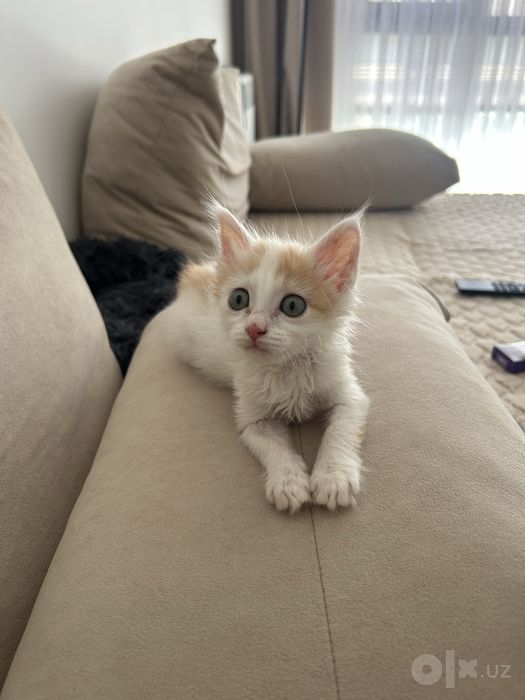 Котенок 2 месяца