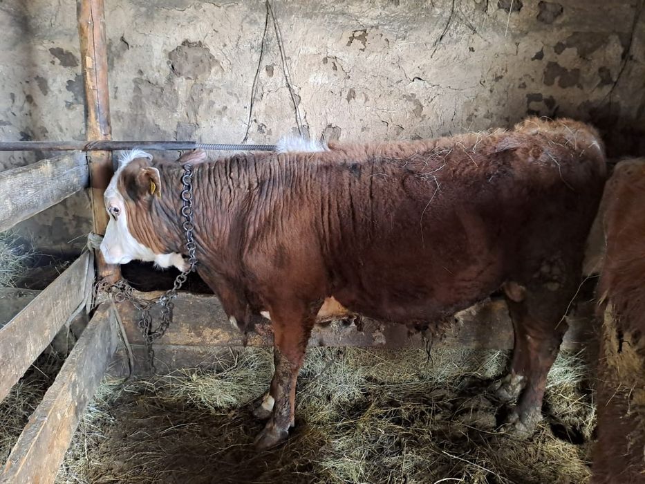 Продам бычков 3 голов