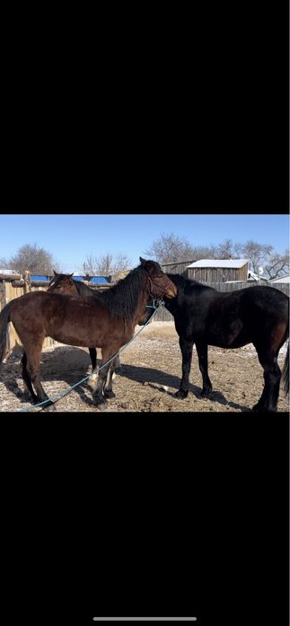 Продаю/Сатылады срочно 2айгыр