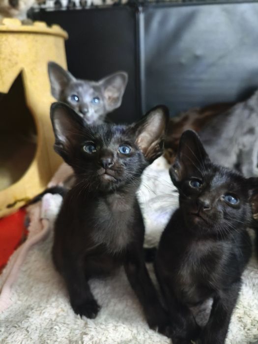 Ориентальные котята