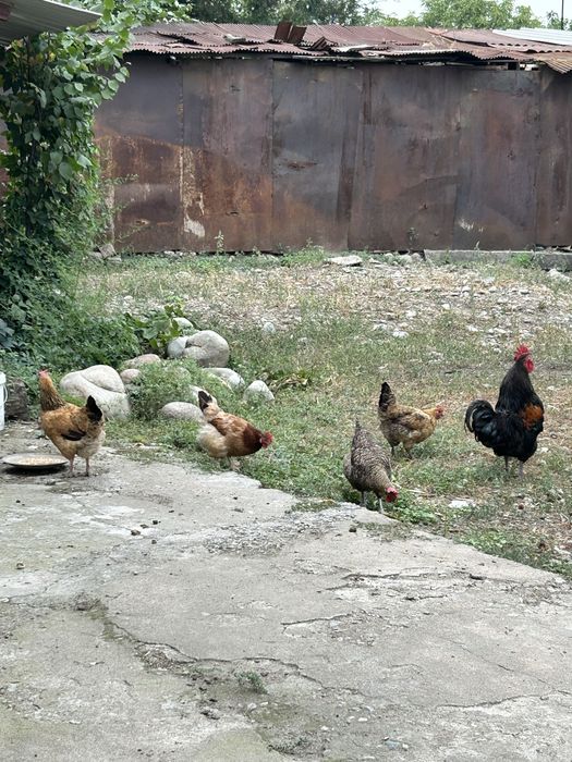 Продам семейку Петух и 6 кур.