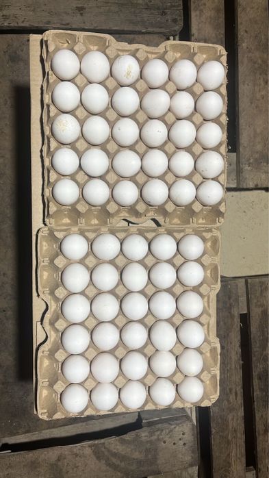 Реализем Яйцо куриное только оптом