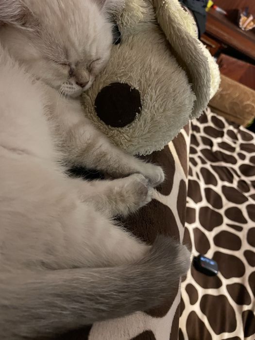 Котенок британец.