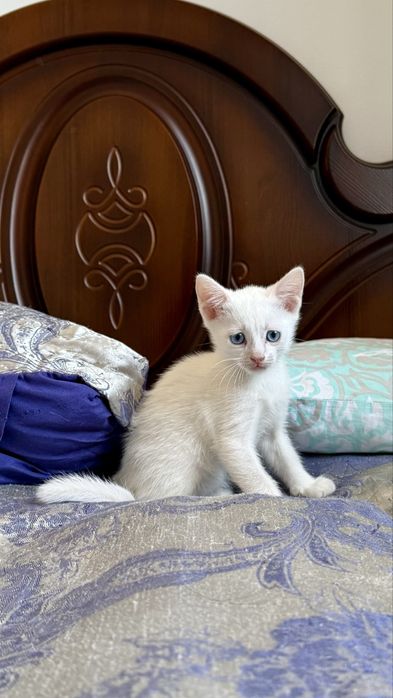 Отдам котят бесплатно