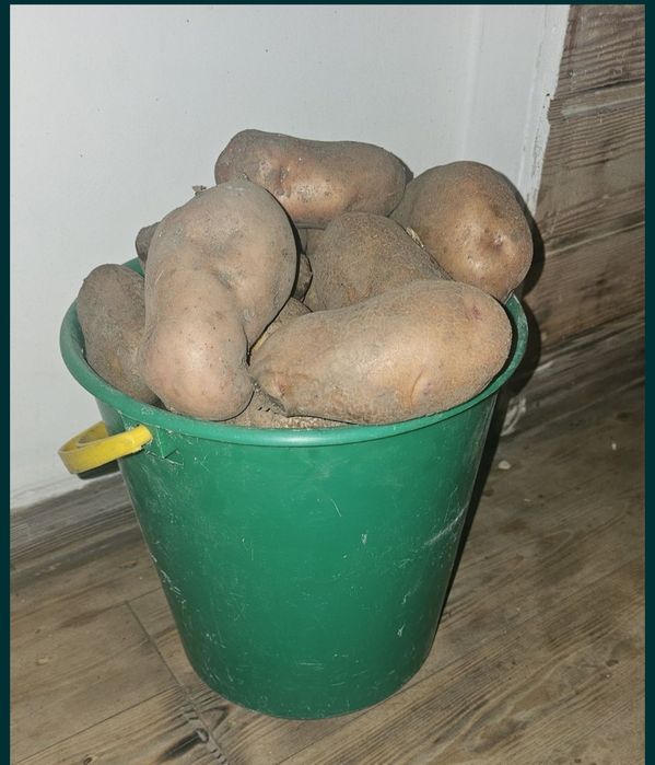 Продам картофель