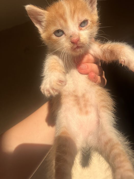 Pui de pisica adoptie