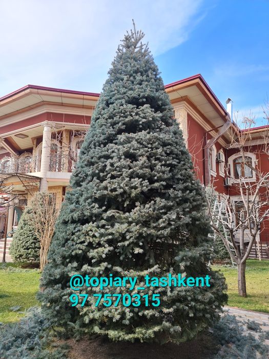 Archa kesish dorilash