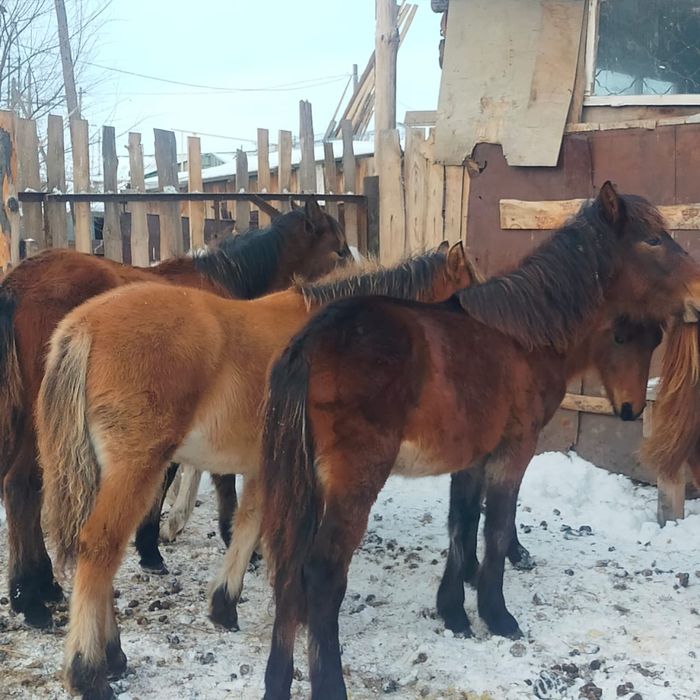 Жеребята 8 голов доставка