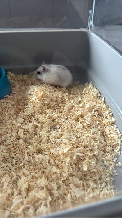 Vand hamster pitic (cambell/ sirieni)