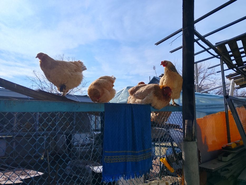 Куры домашние, несушки.