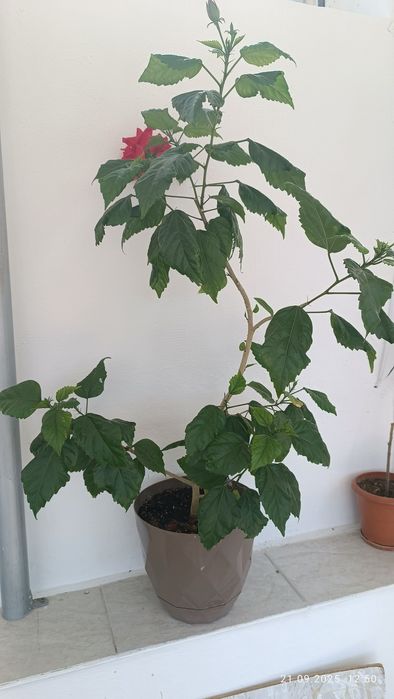 Китайска    роза