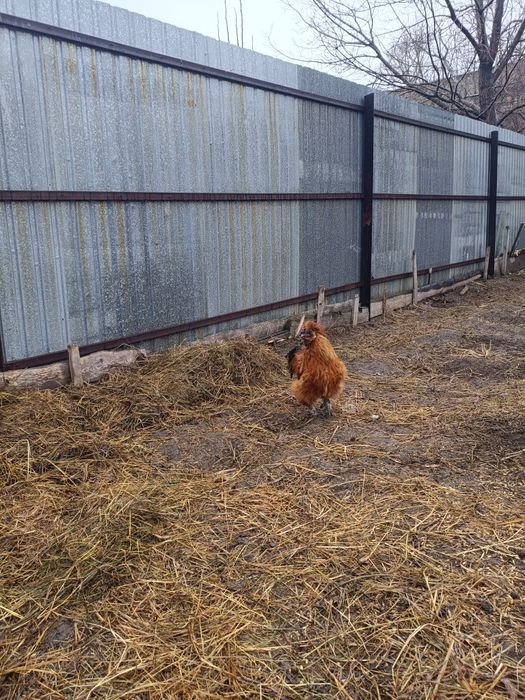 Петух китайский шелковый