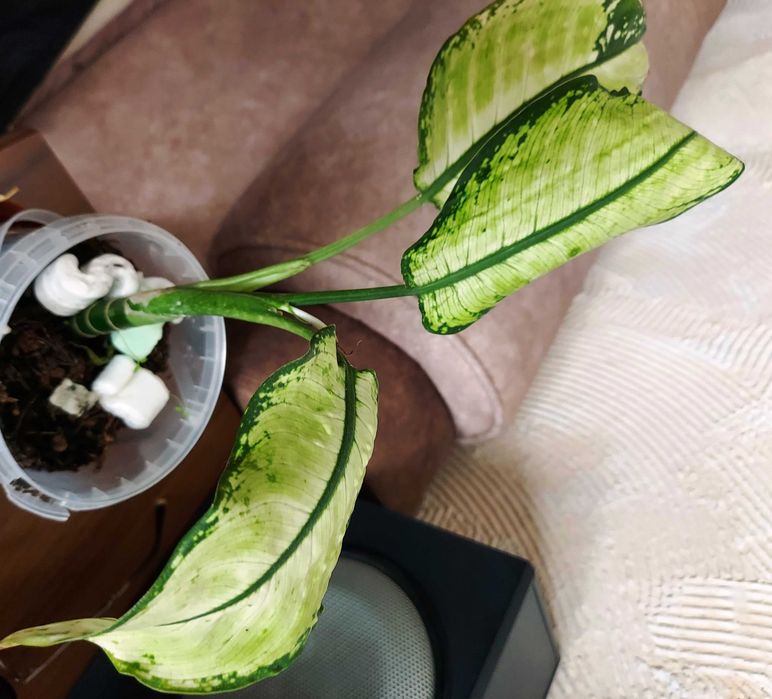 Продам диффембахию