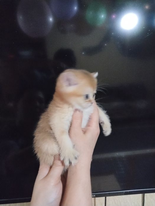 Золотая шиншилла