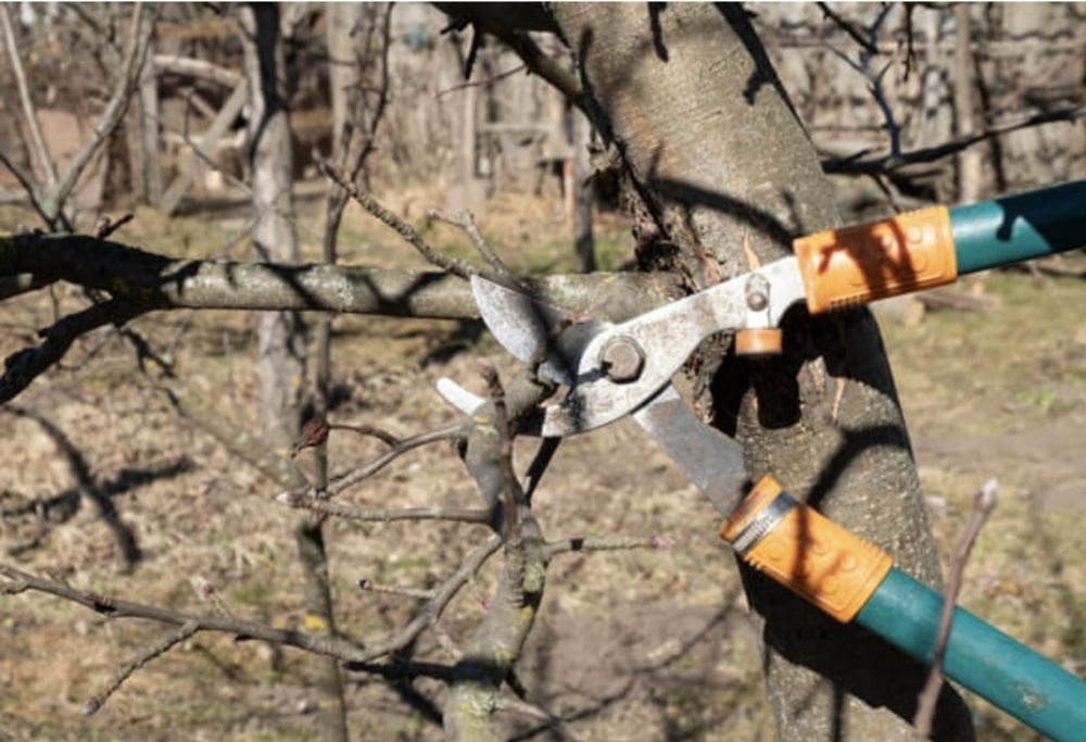 Дарахтларга шакал бериш