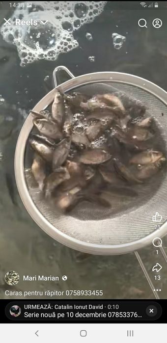 Oferim crap ten fitofag sturion lin crap japonez