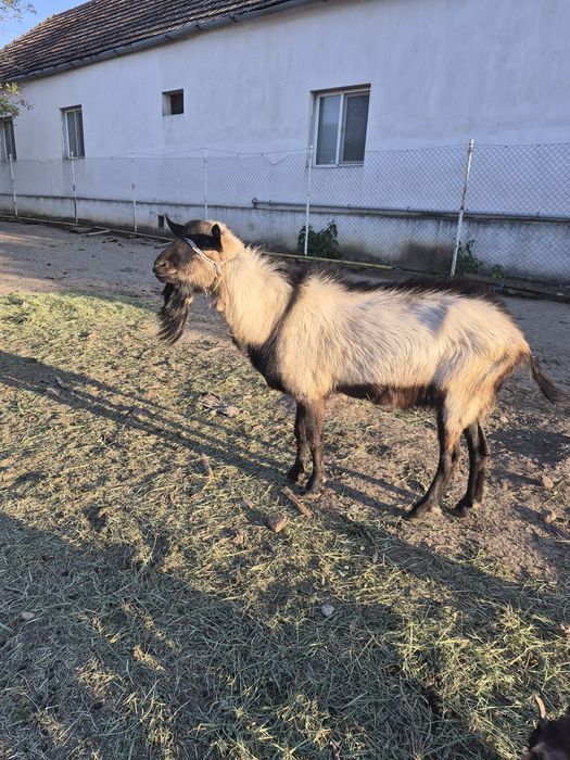 Vand tap de vânzare din capra de 6l de lapte