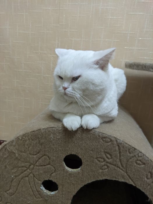 Скоттиш страйт кот на вязку