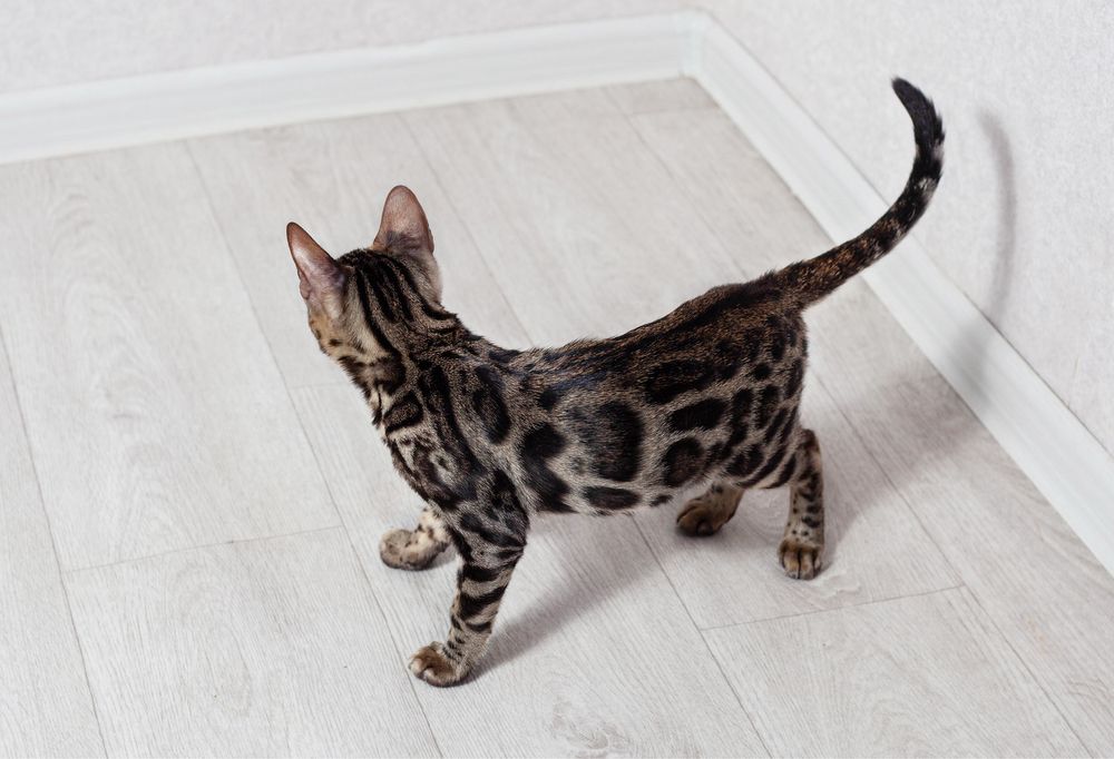 Чистокровные бенгалы