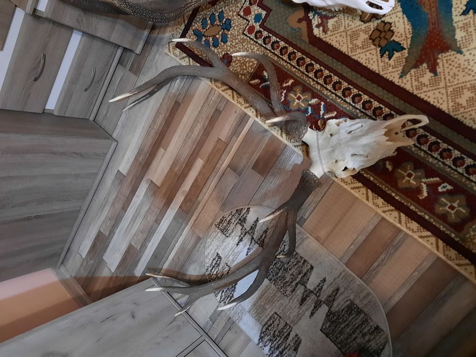 Trofee cerb/caprioare