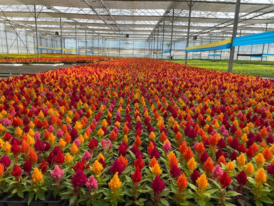 Торф ГТК Нейтрализованный