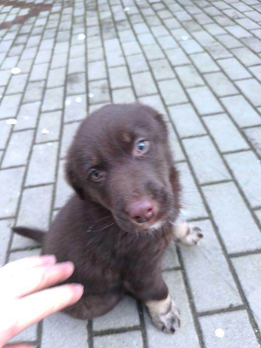 Donez un câine de talie medie.