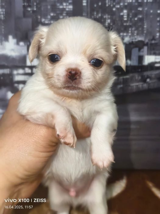 Очаровательные щенки чихуахуа.