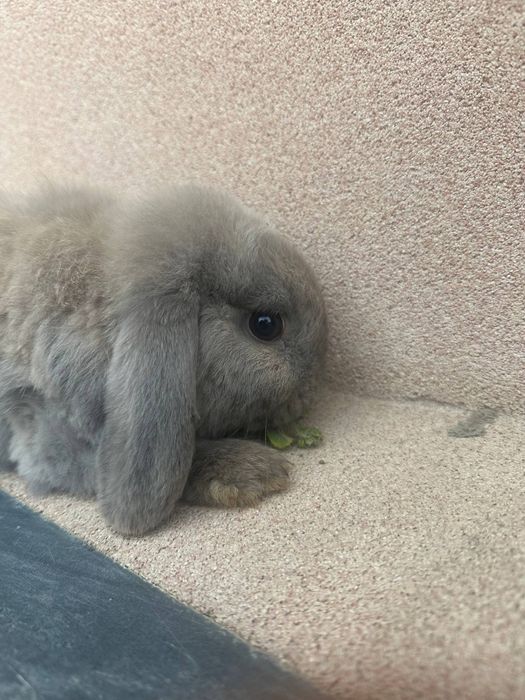 Karlik baran quyonlari