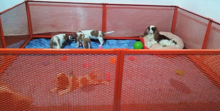 Вольеры для животных