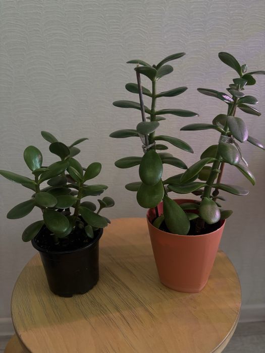 Продам комнатные цветы