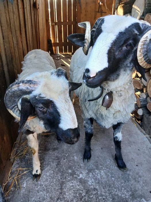 De vânzare detalii la tel