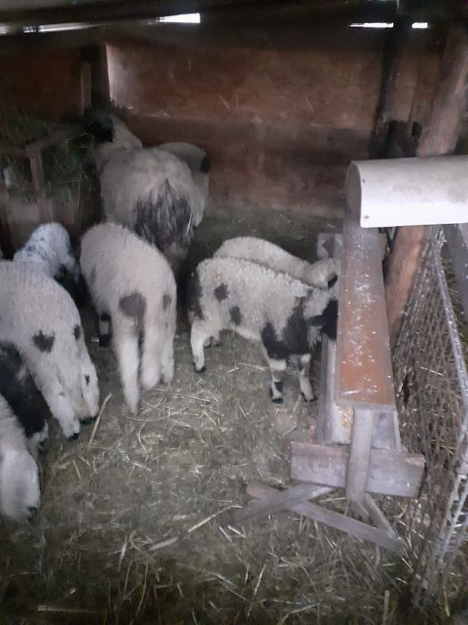 Vând 2 miei mari1 între 40-50 kg