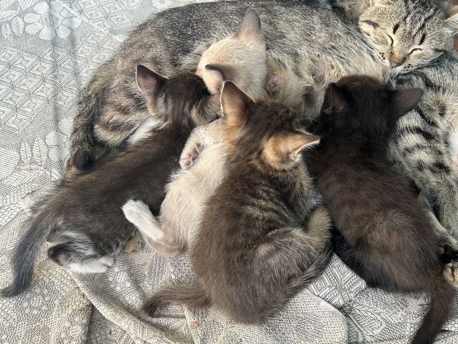 Отдам котят в добрые руки бесплатно