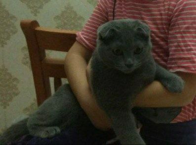 Шотландский вислоухий котенок