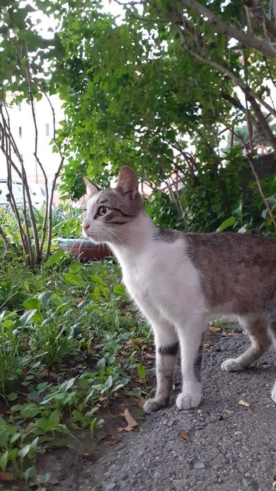 Отдадим в очень добрые руки котика и кошечку
