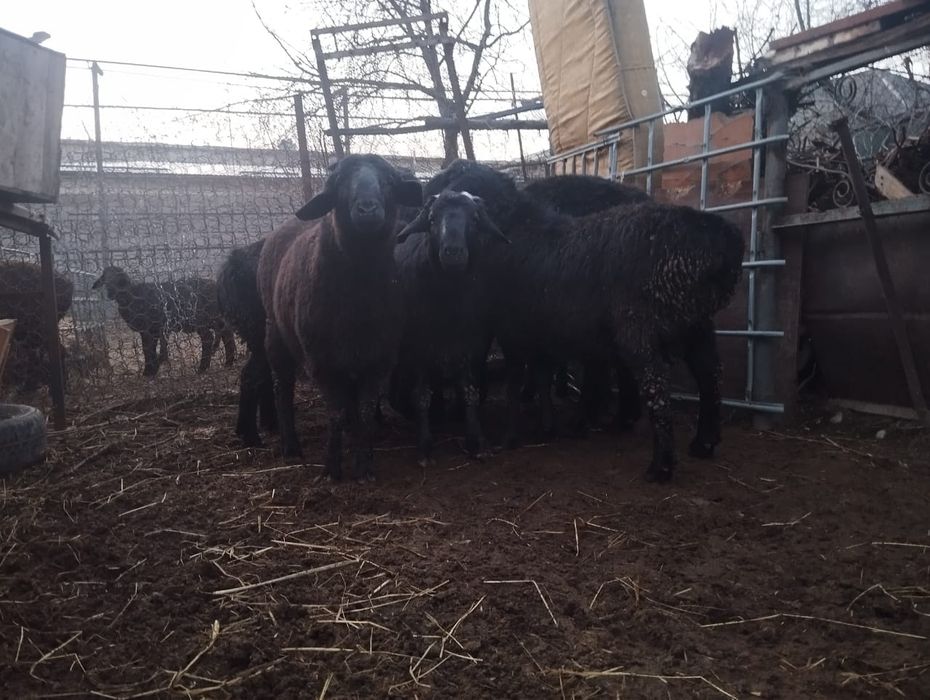 Тоқты қошқарлар сатылады