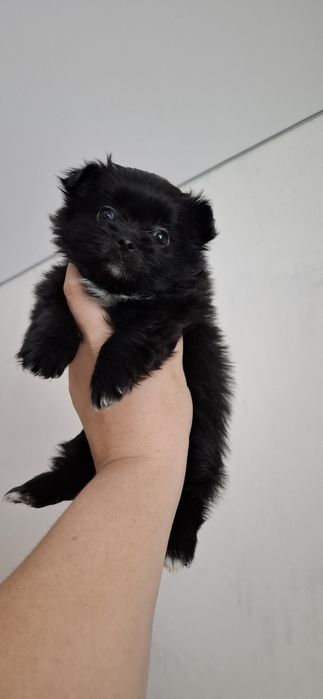 Шпице йорики ласковые щенки