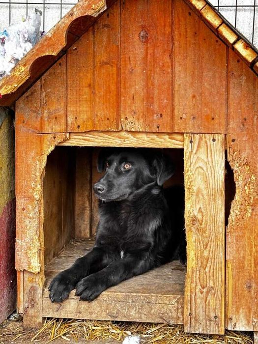 Adopta un caine - un sufletel are nevoie de stapan!