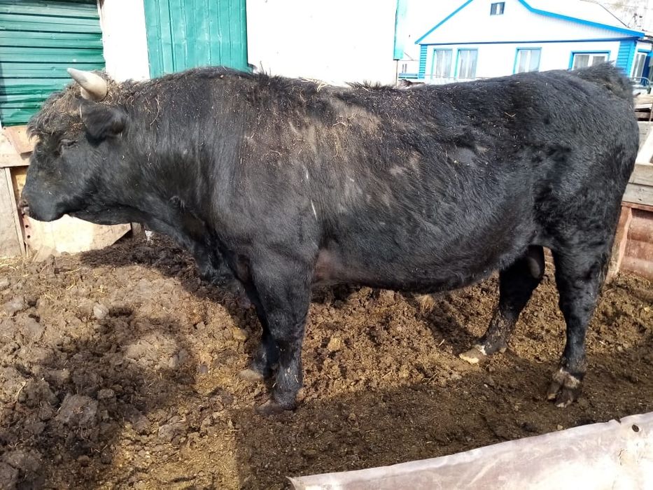 Бык. Быки. Продам быка.