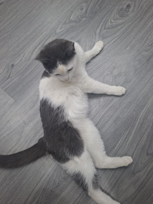 Отдадим домашнюю кошечку 8 мес
