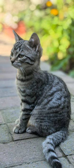 Котёнок в добрые руки