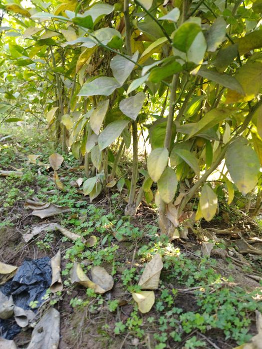 Limon   apelsin  mandarin koʻchatlari sotiladi