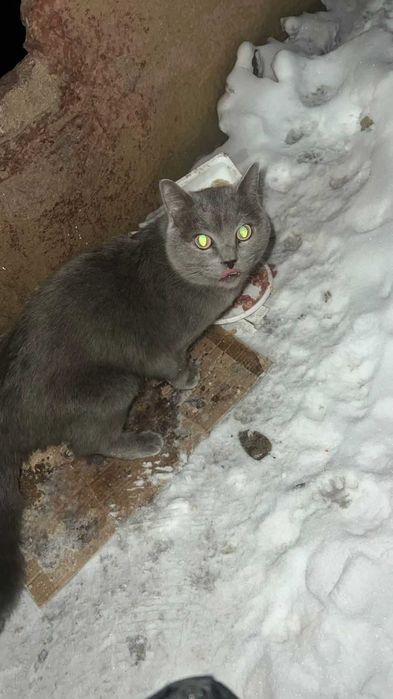 Чей кот? Ищем владельца!