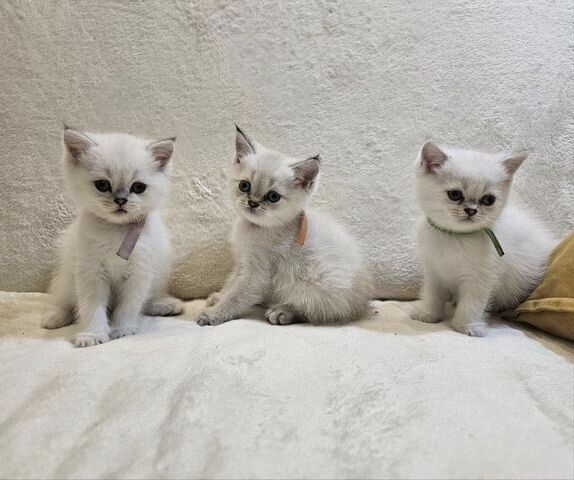 Британские котята