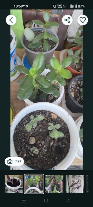 Vând diferite plante apartament