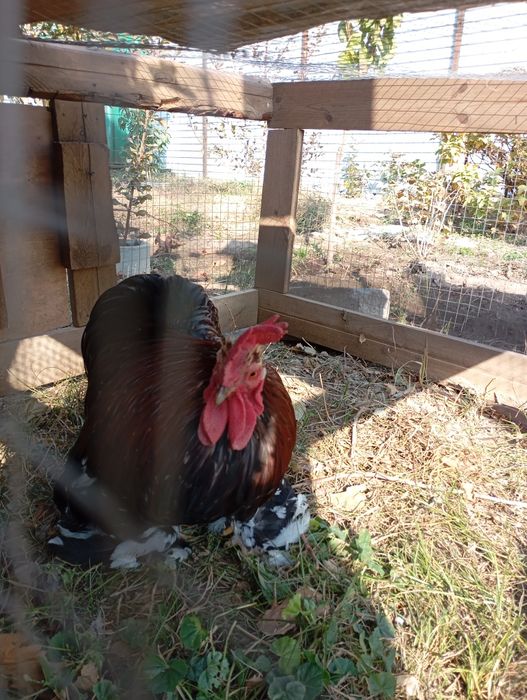 Карликовые кокинхины.