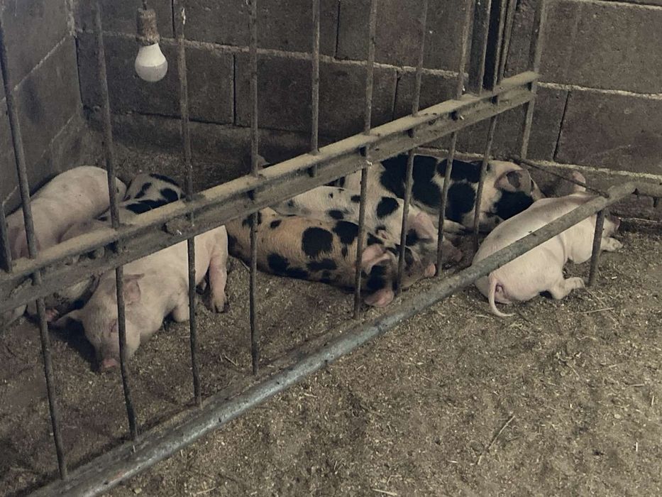 Малки прасета за угояване